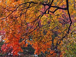 Fall